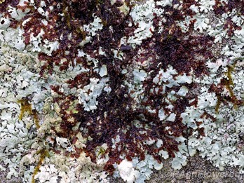 Plant form